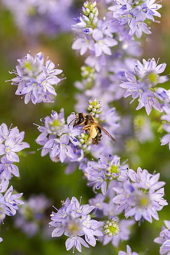 květiny, květinové tapety, včela, opylit, opylování, fialové květy, hmyz, hymenoptera, okvětní lístky, fialové okvětní lístky, flóra