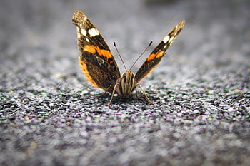 red Admiral Butterfly, butterfly, insect, wings, ground, nature, closeup