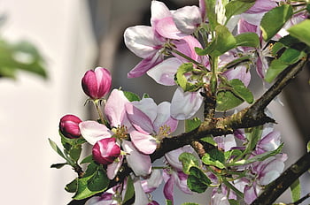 apple Blossom, blossoms, nature, apple Tree, apple, apple Tree Flowers, branch, fruit Tree, pink, inflorescence, bloom
