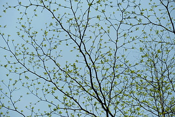 leaves on branches, budding green leaves, thin tree branches, blue sky, spring growth, tree branches, green leaves, springtime, nature, outdoor, blue sky background