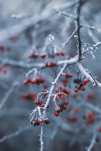 frosty winter, red berries, icy branches, nature's freeze, selective focus, winter setting, red cherries, tree branch, frost-covered berries, winter beauty, natural freeze