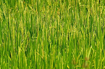 riz, cultures, champ, céréales, plante, rizière, récolte, ferme, rural, la nature, agriculture