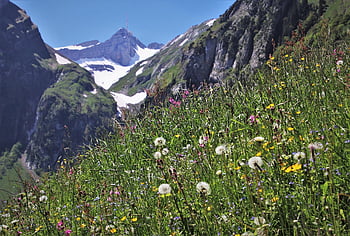 fiori selvatici, prati, montagne, silenzio, Alpstein, pascolo, montagna, erbe aromatiche, la regione di santis, alpino, prato