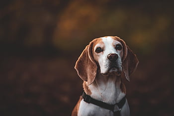 hund, beagle, sällskapsdjur, äng, fält, natur, djurporträtt, djur-, porträtt