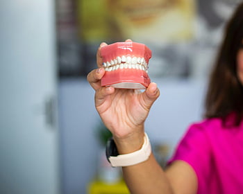 dental teeth model, dentist hand, dental care, indoor photo, dental concept, teeth model, dental hygiene, dental education, dental practice, dental professional, dental equipment