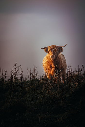highland kráva, zvíře, Příroda, pastvina, kráva, skot skotský, dobytek, savec, krásná tapeta, hospodářských zvířat, louka