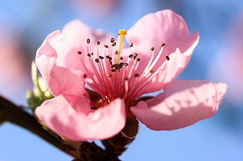 flower, peach Blossom, pink Flower, pistils, pink Petals, beautiful Flowers, blooming, blossoming, flora, pink, spring
