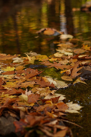 tørrede blade, pyt, efterårsblade, farverige blade, Tranquil Stream, efterårsessens, tæt på, flydende blade, efterårssæson, naturfotografering, udendørs scene