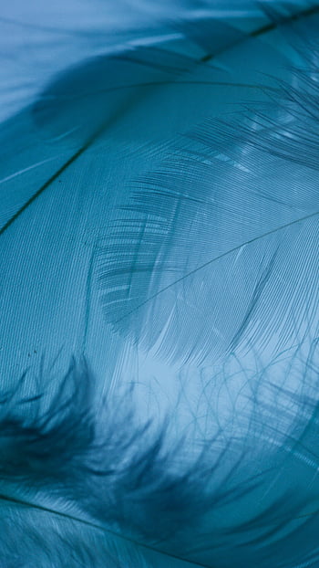teal feathers, macro shot, delicate texture, fine details, close-up photography, feather texture, teal background, nature photography, bird feathers, soft texture, macro feather
