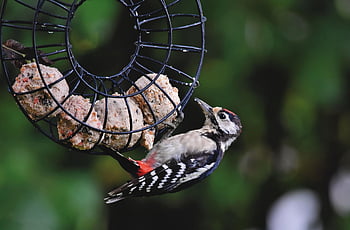 woodpecker, fat Balls, bird, great Spotted Woodpecker, forest Bird, tree, garden, nature, animal, forest, the World Of Animals