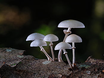 mushrooms, edible Mushroom, edible, fall, book Mucus Oyster Mushroom, forest Mushrooms, forest, nature, agaric, disc Fungus
