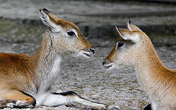 antilop, emlős, természet, Zambézi Mocsáriantilop, Vörös Lechwe, déli lechwe, női, állat