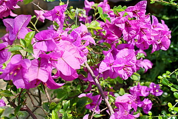 pink Bougainvillea flowers, green plant, sunlit garden, close-up flowers, stunning flowers, pink flowers, blooming flowers, garden flowers, Bougainvillea plant, floral photography, outdoor flowers