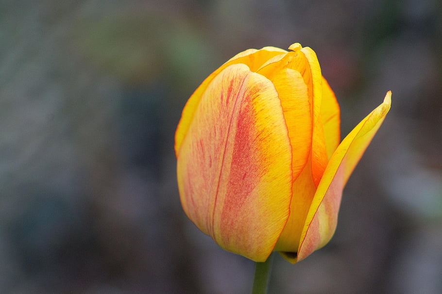 květ, květinové pozadí, tulipán, rostlina, květinové tapety, krásné květiny, botanika, růst, jaro, sezónní, Příroda