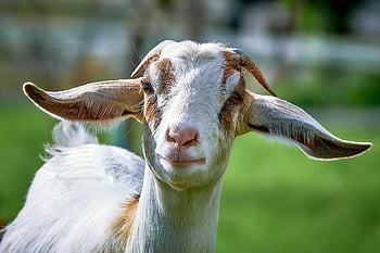 goat, billy Goat, domestic Goat, mammal, horns, ears, cattle, ruminant, farm Animal, portrait, agriculture