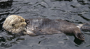 sea Otter, otter, river, canada, animals In The Wild, rodents, vancouver, british Columbia