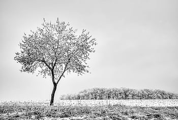 木、 氷、 雪、 コールド、 自然、 ランドマーク、 ヨーロッパ、 天気、 冬、 風景、 シャンパン