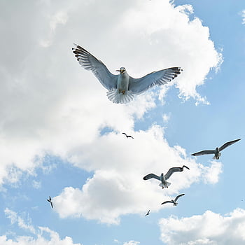 racky, létajících ptáků, fotografování s nízkým úhlem, načechrané mraky, modrá obloha, Skupina racků, vysoké létání, nebe pozadí, fotografování ptáků, přírodní scéna, fotografování divoké zvěře