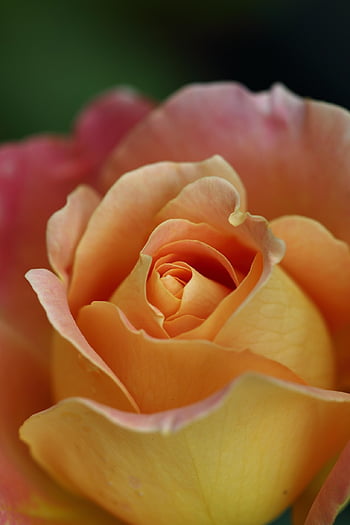 rose, flower Background, orange Rose, flower, beautiful Flowers, plant, petals, flower Wallpaper, bloom, blossom, nature