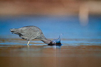 bangau, burung, air, biru, penangkapan ikan, hewan, margasatwa, berburu, bulu, danau, sungai