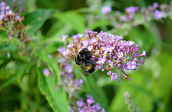 bumblebee, insect, animal, species, fauna, butterfly Purple, buddleia, common Buddleia, butterfly Bush, purple Spear, nature