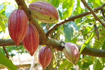 cocoa Tree, cocoa Fruit, cocoa, cocoa Beans, nature, cacao Tree