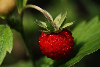 lesní jahoda, jahoda, zralý, Příroda, makro, detail, zblízka, zavřít, bobule, ovoce, jahodová rostlina