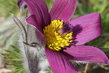 fialový květ, pasqueflower, květ, zahrada, krásné květiny, jaro, rostlin, jarní květiny, louka, flóra, Příroda