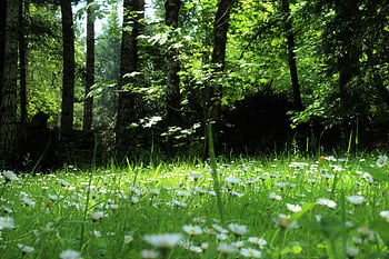lesní podlaha, slunný les, Kvetoucí sedmikrásky, jarní květiny, Svěží tráva, bílé květy, žluté květy, lesní scenérie, Přírodní krásy, jarní les, květy sedmikrásky