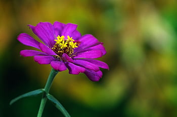 blomst, blomst bakgrunn, Zinnia, vakre blomster, blomstre, botanikk, blomst tapet, petals, makro, zinnia elegans, flora