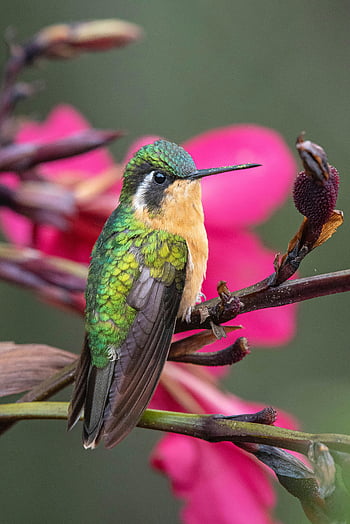 ハチドリ、 ブランチ、 カラフルなハミングバード、 ピンクの花、 活気のある野生生物、 閉じる、 自然写真、 鳥、 グリーンハチドリ、 野生動物の写真、 花の背景