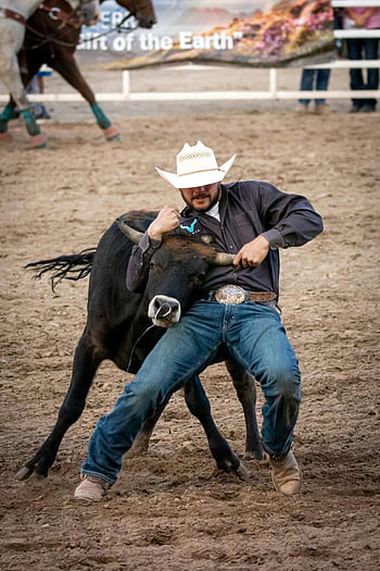 kovboj, býčí wrestling, Rodeo událost, síla, dovednost, Muž drží býka, Živé rodeo, býk, kovbojský klobouk, džíny, boty