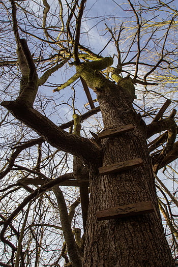 autumn mood forest, clear sky, treehouse, autumn trees, forest treehouse, clear autumn sky, treehouse ladder, forest ladder, autumn forest scene, treehouse in forest, clear autumn day