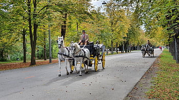 vienna, allenatore, carrozza trainata da cavalli, Veicolo trainato da cavalli, parco, cavalli, natura