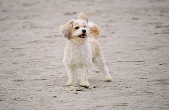 dog, beach, animal, outdoors, domestic Animal, mammal, north Sea Beach, north Sea Coast, sandy Beach, nature, pet