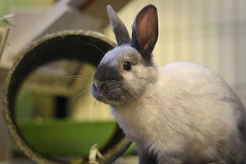 dwarf Rabbit, color Dwarf, domestic Animal, rabbits, dwarf Bunny, rabbit, cute, animal, easter Bunny, easter, charming