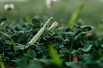 mantide religiosa, colpo del primo piano, colpo di macro, foglie verdi lussureggianti, la bellezza della natura, fotografia di insetti, mantide verde, foglia arroccata, habitat naturale, fotografia naturalistica, insetto del giardino