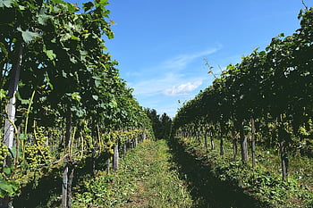 vinice, zelená, révy, vinařství, foo, Příroda, ovoce, zemědělství, krajina, listy, zdravý