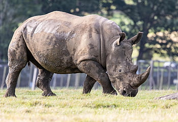 southern White Rhino, white Rhinoceros, nature, rhino, wildlife, africa, pachyderm, landscape, savannah, animal, safari
