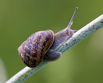 snail, shell, mollusk, gastropod, snail Shell, animal, animal World, probe, mucus, crawl, slowly