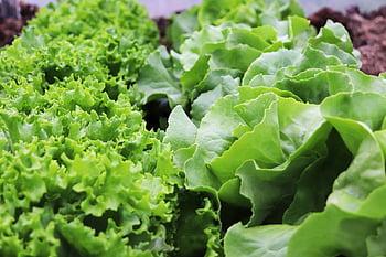 lettuce, salad, garden, plants, growing Lettuce, green Salad, butter Leaf Lettuce, kinds Of Lettuce, head Of Lettuce, cut Lettuce, butterhead Lettuce