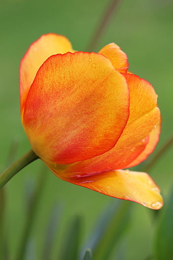 tulipán, květ, Tulipán květ, jaro, probuzení, Příroda, zahrada, rozkvetla, flóra, brzy bloomer