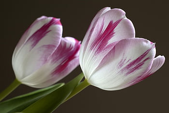 tulips, blossoms, tulip Blossom, flower Wallpaper, nature, spring Flowers, beautiful Flowers, flower, early Bloomer, cut Flower, flora