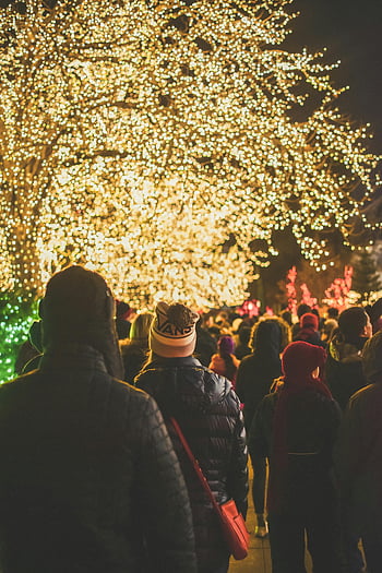 holiday lights, festive evening, outdoor event, crowd, night, trees, winter, celebration, illuminated, people, season
