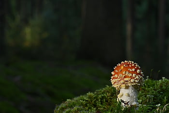 myrkkysieni, sieni, pudota, metsä, luonto, metsäpohja, Varo myrkyllistä, sammal, lähikuva, punainen, metsäsieni