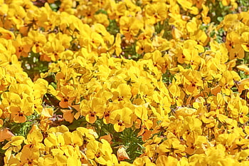 pat de flori, trei fraţi pătaţi, viola, flori, galben, mare de flori, decoratiuni florale