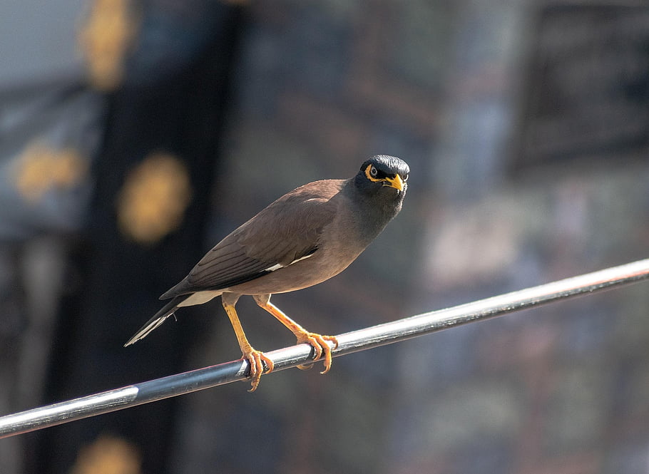 burung, myna, ilmu burung, Jalak, jenis, fauna, hewan, paruh, margasatwa, alam, mengamati burung