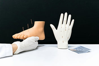 acupuncture models, foot acupuncture, hand acupuncture, alternative therapy, therapy techniques, acupuncture needles, medical models, health education, acupuncture points, medical training, alternative medicine