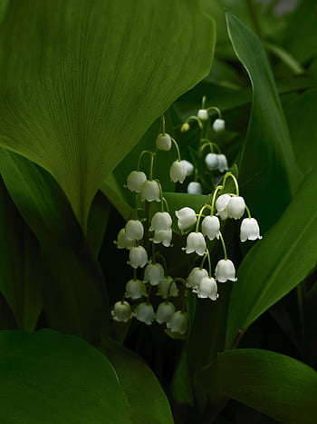 lilies Of The Valley, flowers, spring, beautiful Flowers, flower Wallpaper, may, flower Background, lily Of The Valley, bouquet, white, nature
