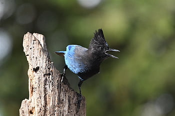 steller's Jay, birdphotography, bird, nature, wildlife, wildlifephotography, birdwatching, photography, birding, birdlovers, captures
